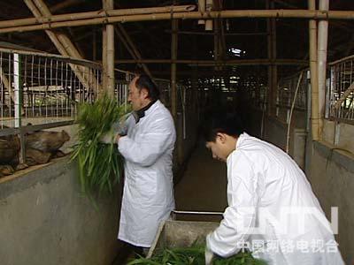 致富经野猪肉_致富经20161227养野猪_致富经特种野猪养殖视频
