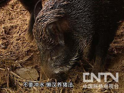 致富经野猪肉_致富经特种野猪养殖视频_致富经20161227养野猪