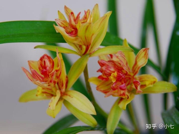 致富经兰花种植视频_致富兰花种植条件_兰花种植致富经