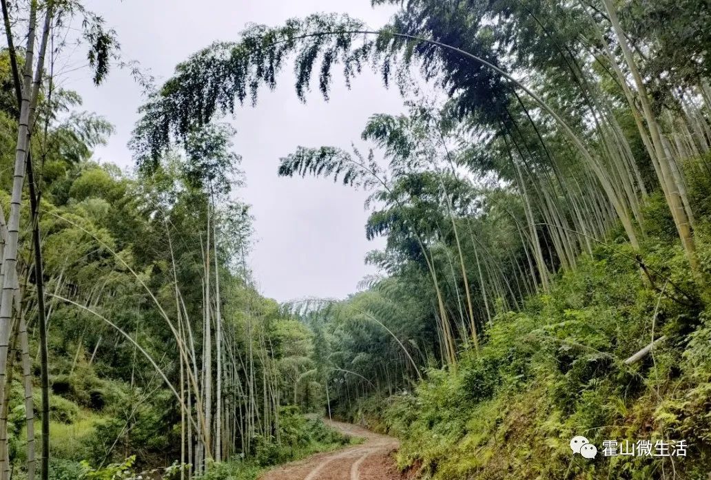 致富养殖毛竹项目介绍_种植毛竹前景利润_毛竹养殖致富项目