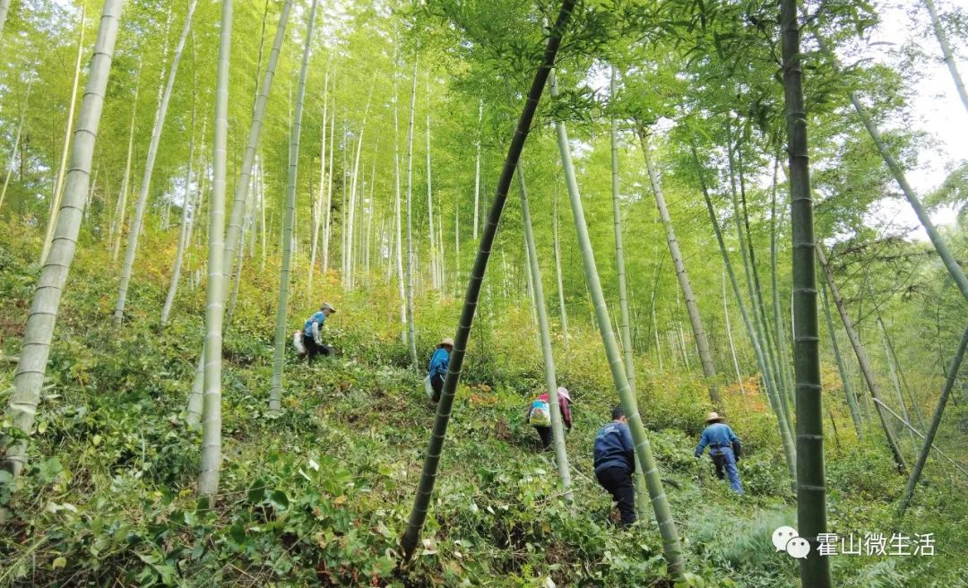 种植毛竹前景利润_致富养殖毛竹项目介绍_毛竹养殖致富项目