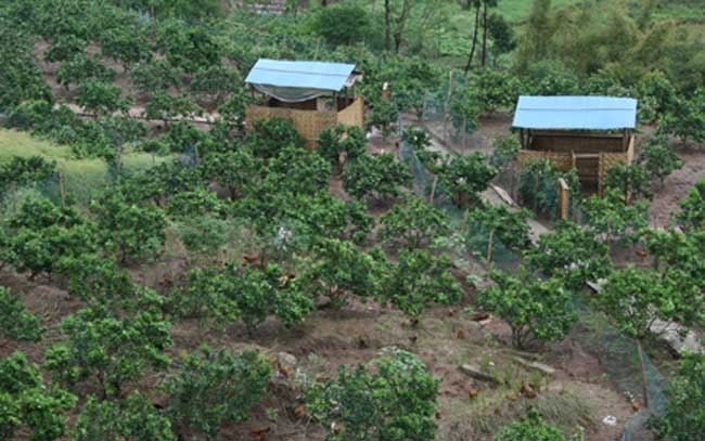 土鸡散养鸡舍建设