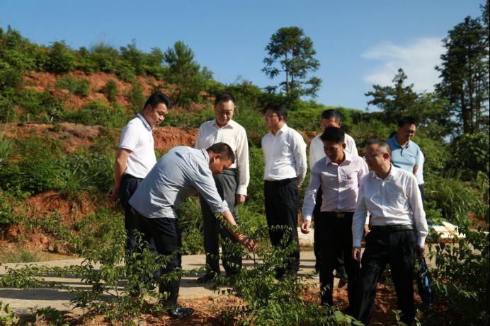 致富种植毛桃项目有哪些_毛桃种植技术_毛桃种植致富项目