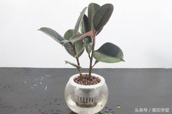 橡皮树如何种植？橡皮树水培及盆栽种植方法