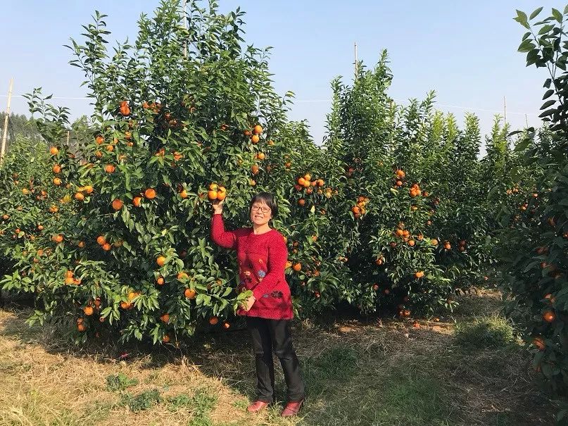 地参种植前景_种植地参的效益市场_致富经地参种植