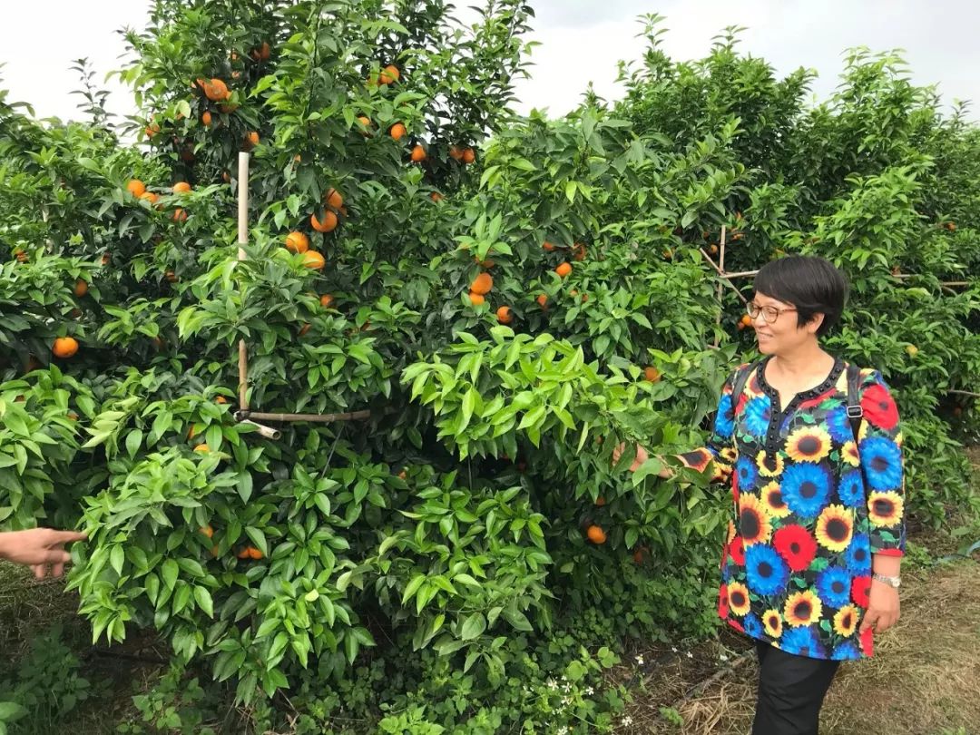 地参种植前景_种植地参的效益市场_致富经地参种植