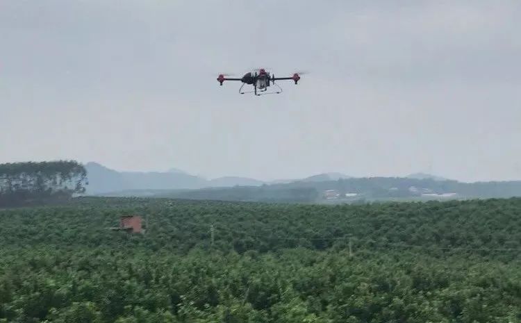 种植地参的效益市场_地参种植前景_致富经地参种植