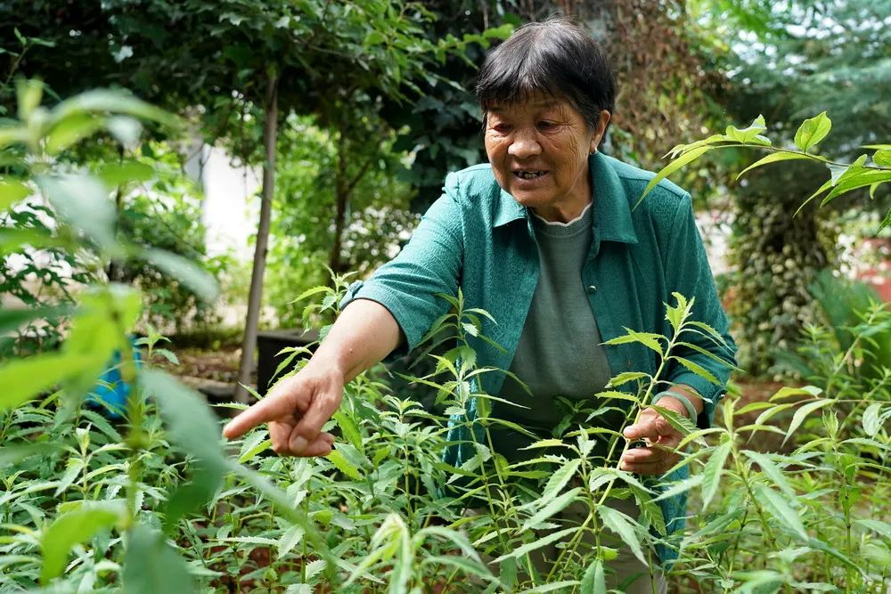 地参种植前景_种植地参的效益市场_致富经地参种植