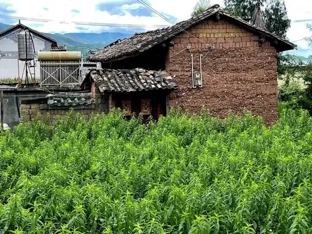 致富经地参种植_地参种植前景_种植地参的效益市场