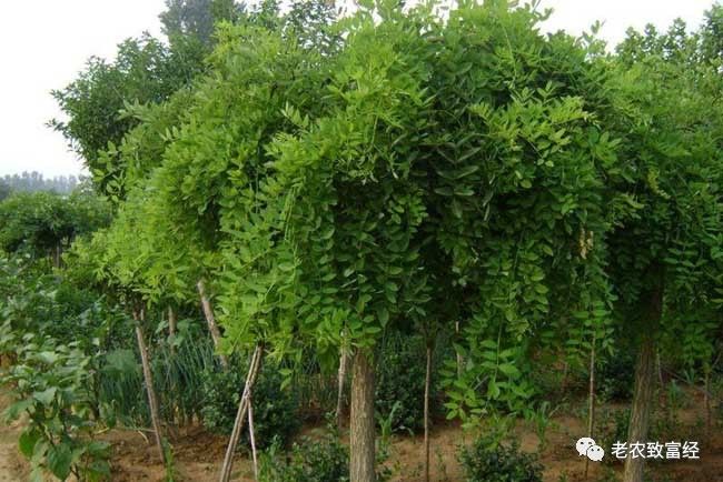 室内种植商机_室内种植业致富项目_室内种植什么致富