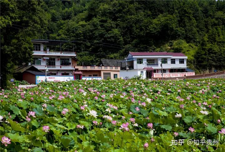 贵州万山：荷花开产业来 瓮背群众富起来