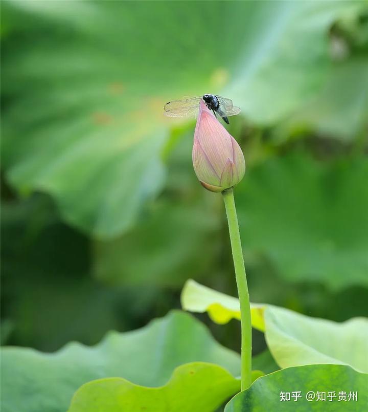 养殖泥鳅 增收致富_养殖泥鳅挣钱吗_致富养殖增收泥鳅视频