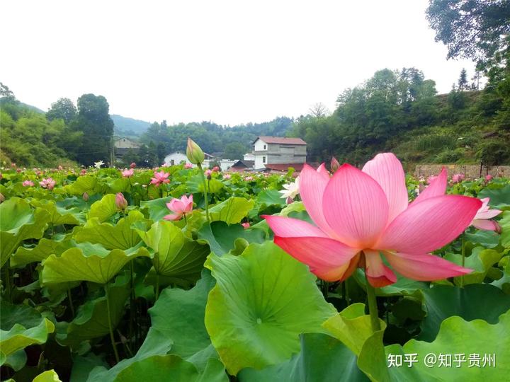 养殖泥鳅 增收致富_致富养殖增收泥鳅视频_养殖泥鳅挣钱吗