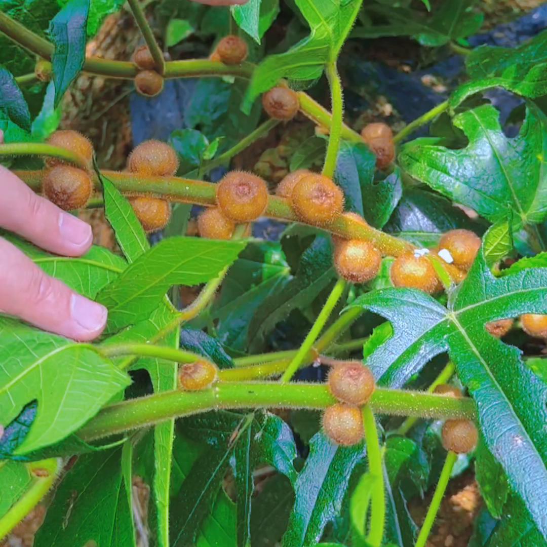 毛桃种植致富项目_毛桃种植技术_致富种植毛桃项目有哪些