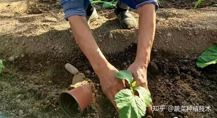 甜美南瓜种植技术视频_甜美南瓜种植技术_甜美南瓜种植技术要点