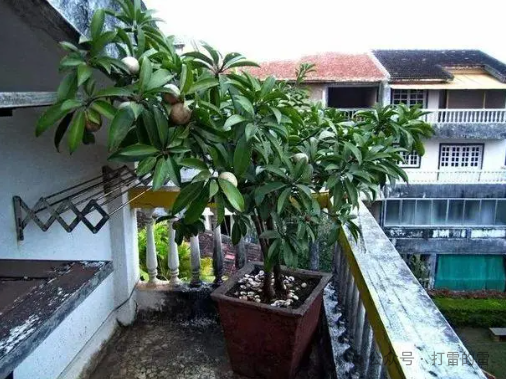 室内种植什么赚钱_室内种植致富项目_室内种植什么致富