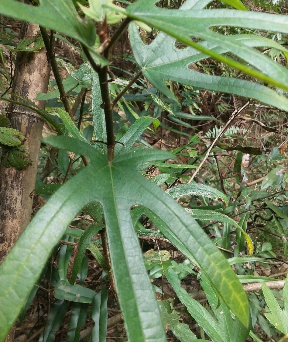 毛桃种植致富项目_毛桃产量亩产多少_致富种植毛桃项目有哪些