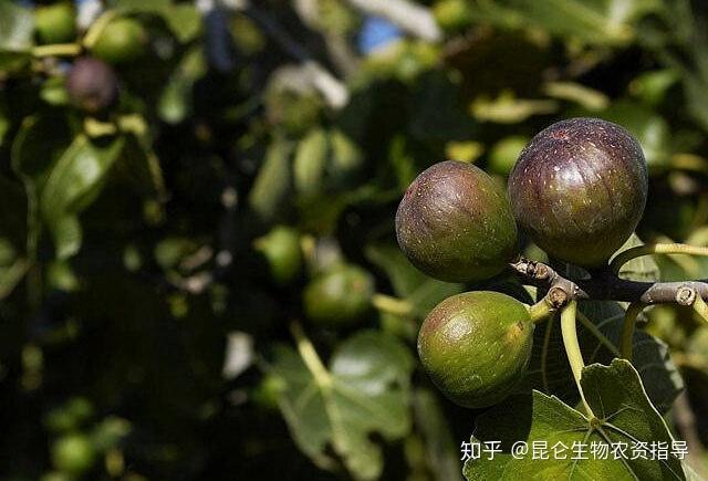 无花果种植技术视频_无花果的种植视频_无花果种植技术视频农广天地