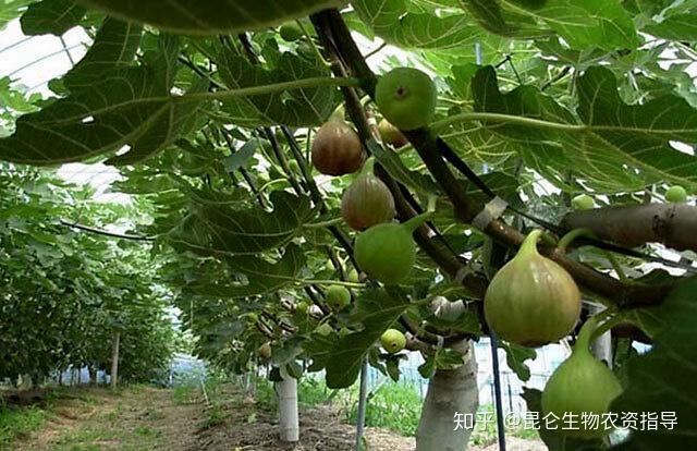 无花果的种植视频_无花果种植技术视频农广天地_无花果种植技术视频