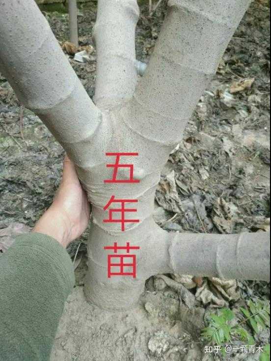 无花果种植技术视频_无花果种植视频教程_无花果种植技术视频农广天地