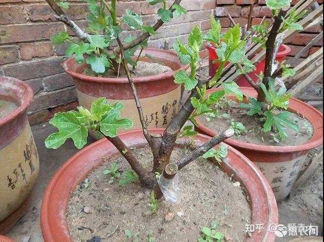 无花果种植技术视频_无花果种植视频教程_无花果种植技术视频农广天地