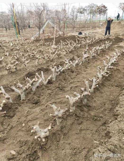 无花果种植视频教程_无花果种植技术视频_无花果种植技术视频农广天地