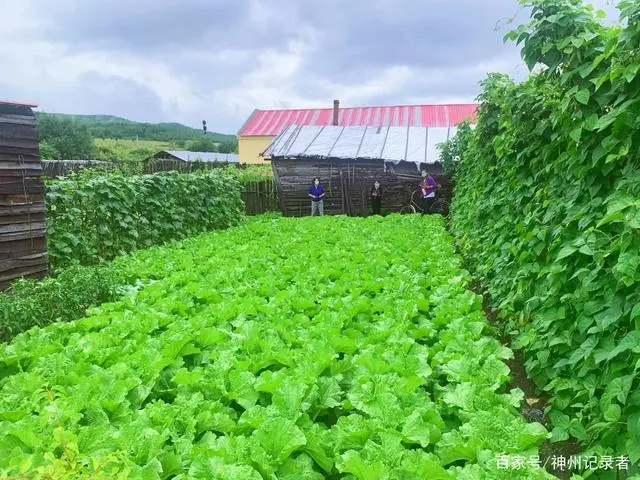 呼中区建设“巾帼生态小菜园”打造菜园经济