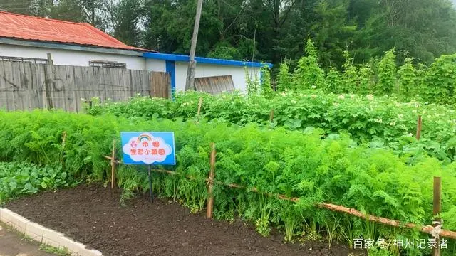 留守妇女种植蔬菜致富经验_留守妇女创业找项目_留守妇女适合做什么工作