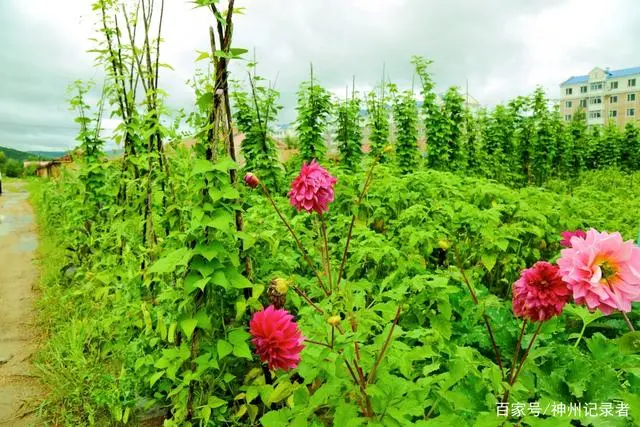 留守妇女种植蔬菜致富经验_留守妇女适合做什么工作_留守妇女创业找项目