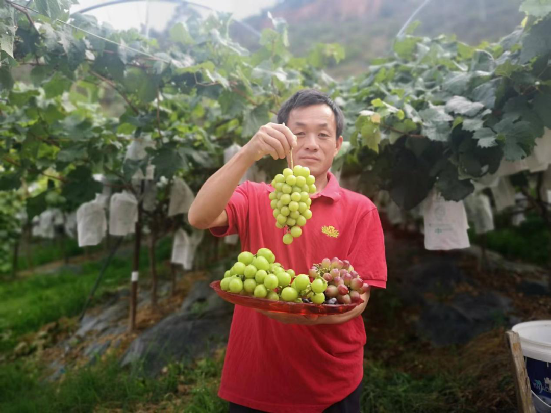 致富经葡萄种植_致富种植葡萄图片_致富种植葡萄怎么样