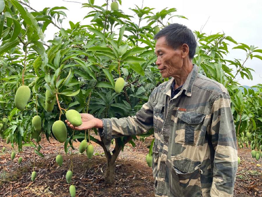 长丝瓜歺厅致富经_致富经丝瓜水卖8000万_致富经丝瓜种植视频