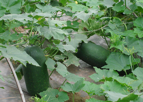 冬瓜几月份种植？露地冬瓜种植时间方法