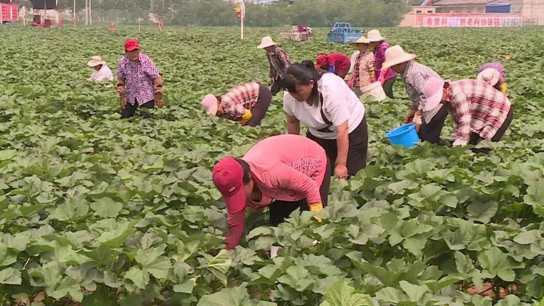 cctv7致富经黄秋葵_致富经秋葵种植视频_种植秋葵致富