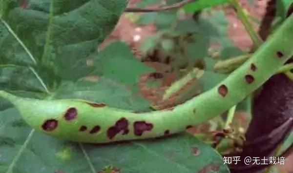 大棚种植莴笋秧苗技术要点_大棚莴笋秧苗种植技术_大棚种植莴笋秧苗技术与管理