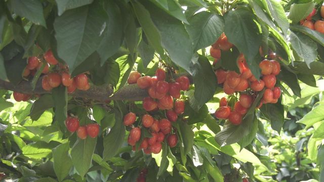 樱桃种植致富_致富种植樱桃图片大全_种植樱桃挣钱吗