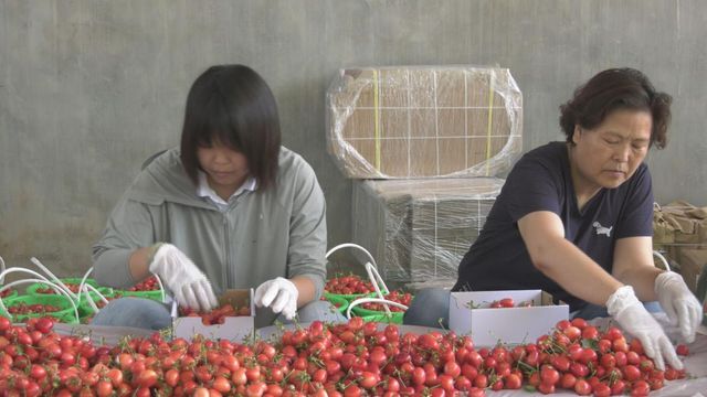 樱桃种植致富_致富种植樱桃图片大全_种植樱桃挣钱吗