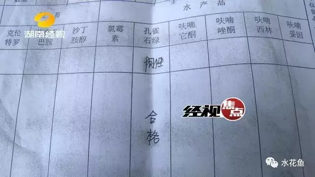 草鱼养殖视频教程_草鱼鲩鱼养殖技术视频_草鱼养殖技术视频高清