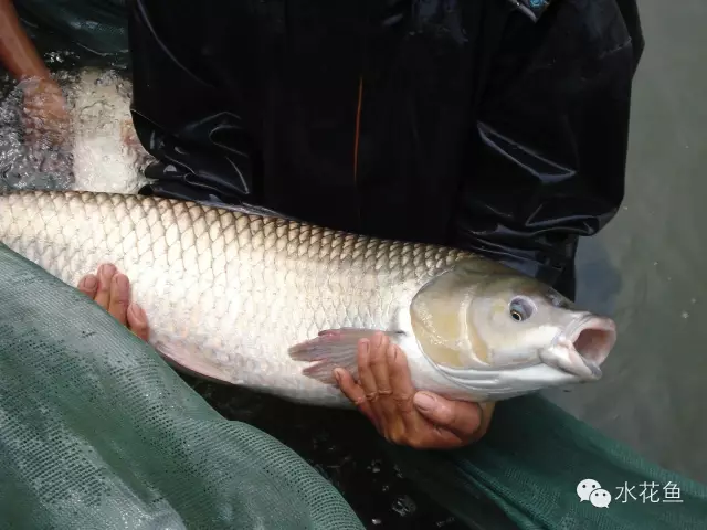 草鱼养殖技术视频高清_草鱼鲩鱼养殖技术视频_草鱼养殖视频教程