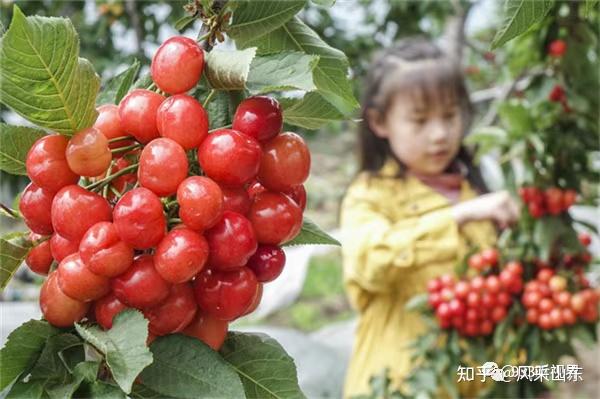 致富经樱桃种植视频_樱桃种植致富_致富种植樱桃图片大全