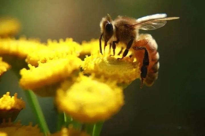 【蜜蜂养殖技术与管理指南】