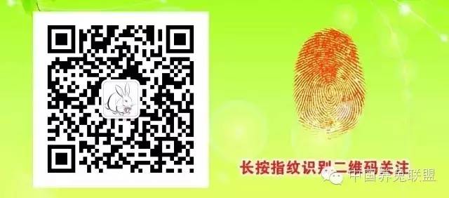 致富经肉兔养殖_养殖肉兔挣钱吗_养殖肉兔的利润和成本