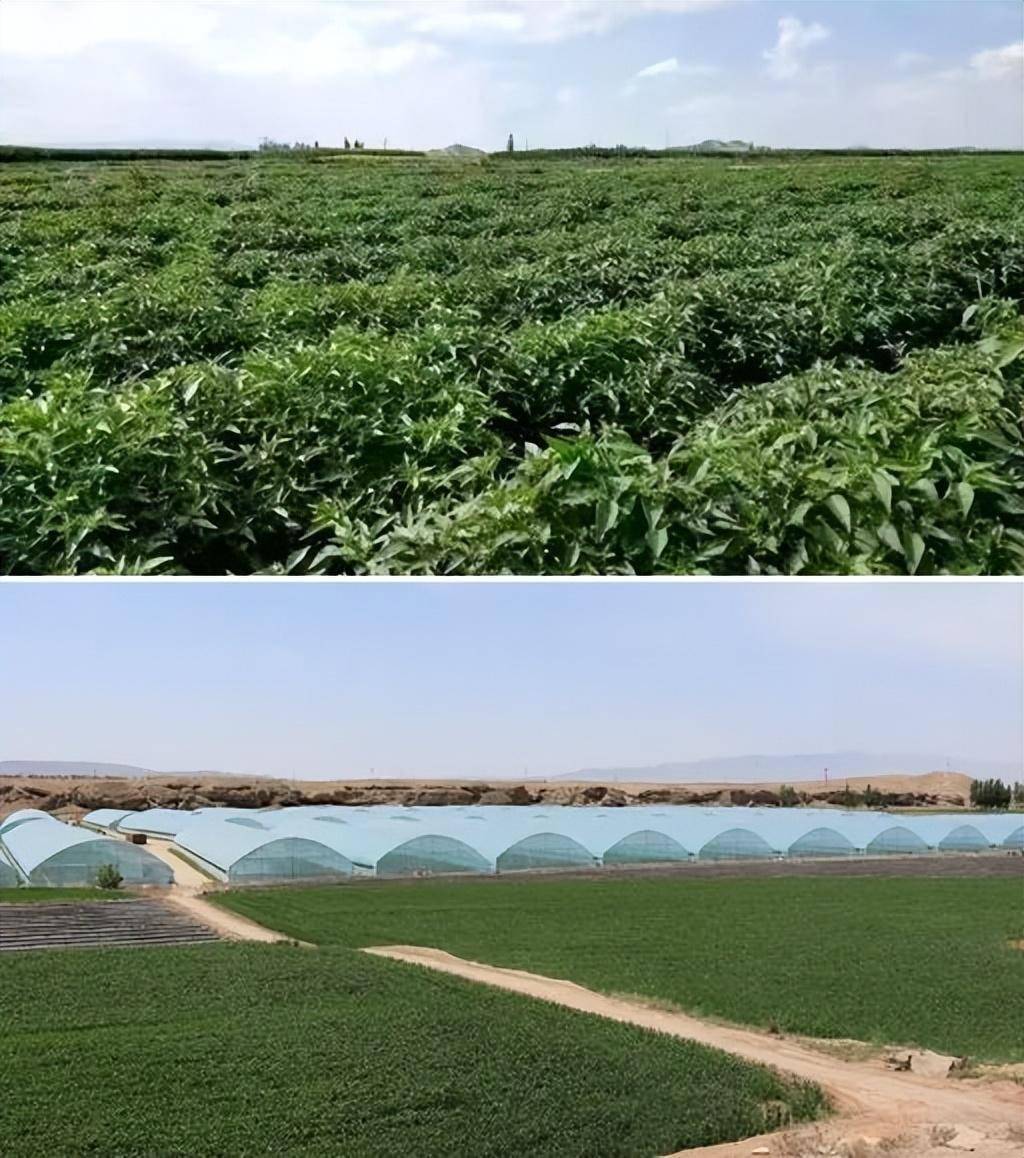 孝感农业致富种植各种水果网_村民种植黑皮冬瓜致富_景泰种植致富新路