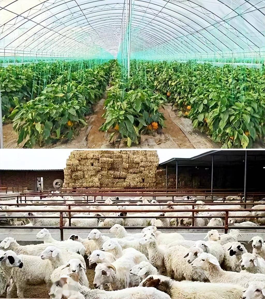 孝感农业致富种植各种水果网_村民种植黑皮冬瓜致富_景泰种植致富新路