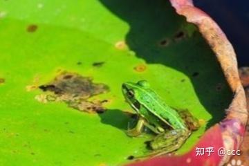 青蛙的养殖技术如何_青蛙的养殖技术如何_青蛙的养殖技术如何