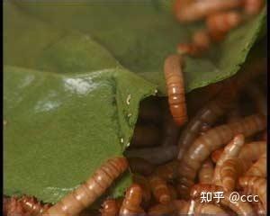 青蛙的养殖技术如何_青蛙的养殖技术如何_青蛙的养殖技术如何