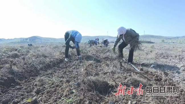 景泰正路：发展特色中药材种植 开出乡村振兴致富“良方”