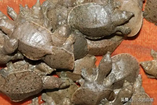 逐渐的“消失”12种河鲜，在80年代算不上稀罕物，你那里还有吗？