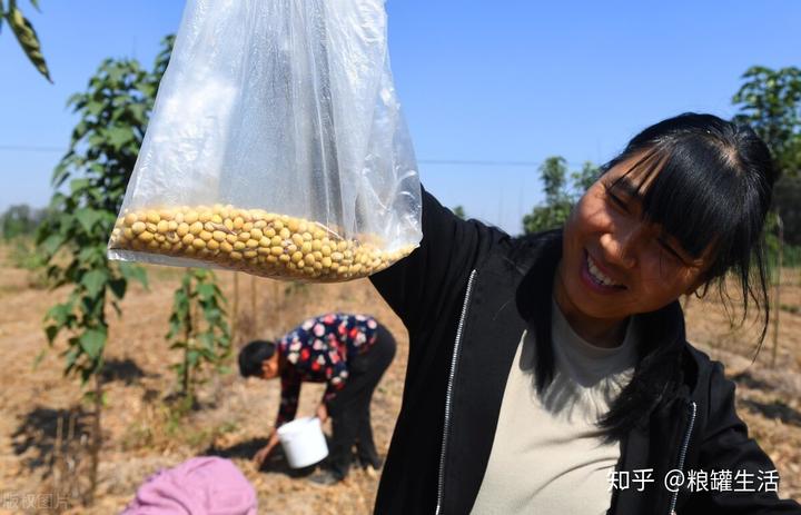 致富经大豆_大豆赚钱_致富经豆苗生产