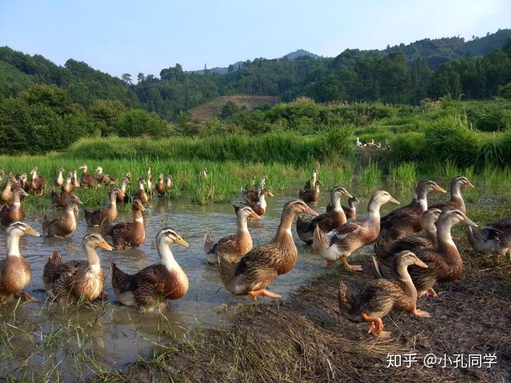 致富养殖好项目_养殖致富者_致富养殖项目