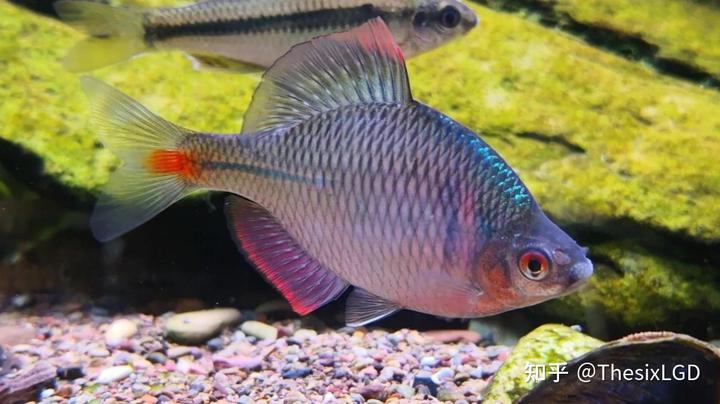 棒花鱼吃什么饲料_怎么养棒花鱼_棒花鱼养殖技术